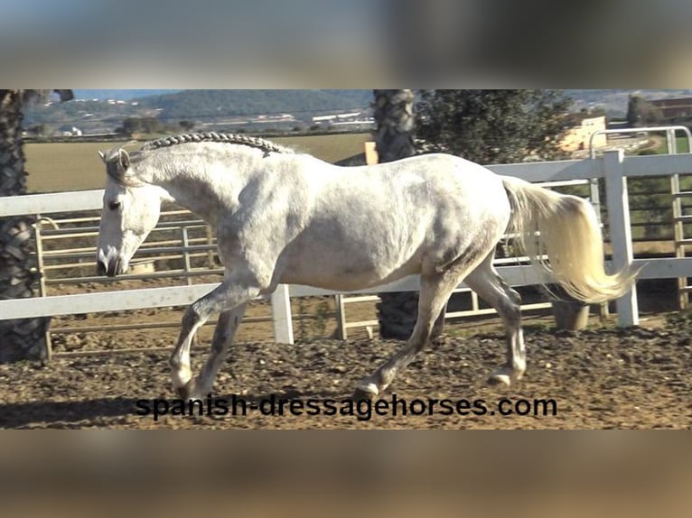 PRE Mestizo Caballo castrado 6 años 155 cm Tordo in Barcelona