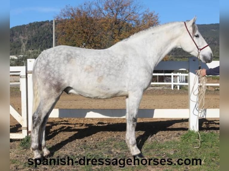 PRE Mestizo Caballo castrado 6 años 155 cm Tordo in Barcelona