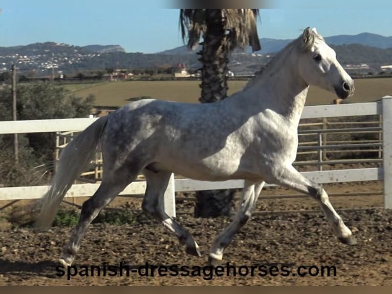 PRE Mestizo Caballo castrado 6 años 155 cm Tordo in Barcelona