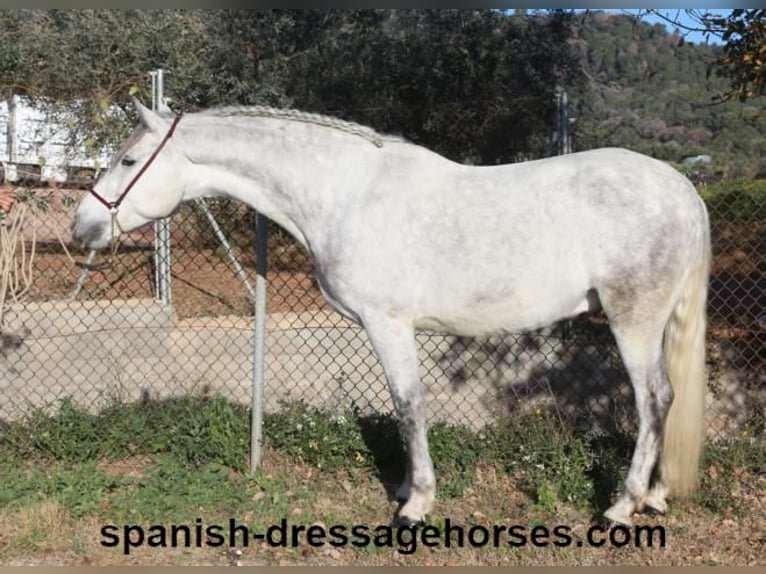 PRE Mestizo Caballo castrado 6 años 155 cm Tordo in Barcelona