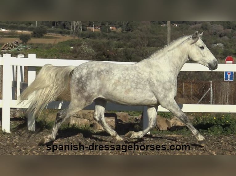 PRE Caballo castrado 6 años 155 cm Tordo in Barcelona