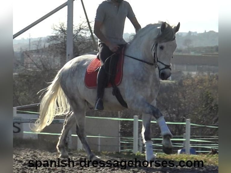 PRE Mestizo Caballo castrado 6 años 155 cm Tordo in Barcelona