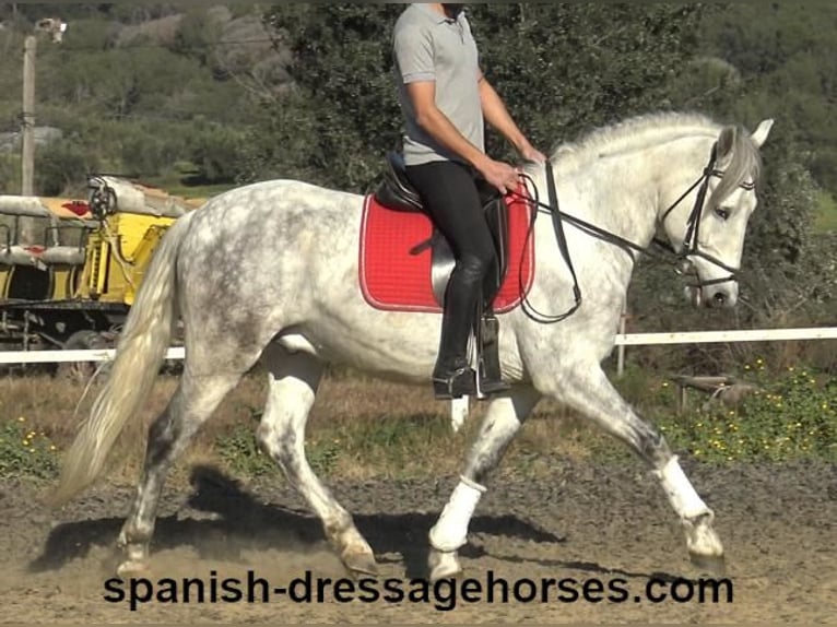 PRE Caballo castrado 6 años 155 cm Tordo in Barcelona