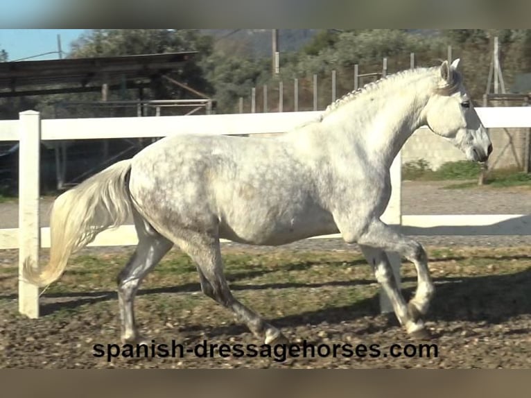 PRE Caballo castrado 6 años 155 cm Tordo in Barcelona