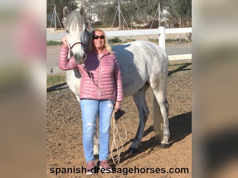 PRE Mestizo Caballo castrado 6 años 155 cm Tordo in Barcelona