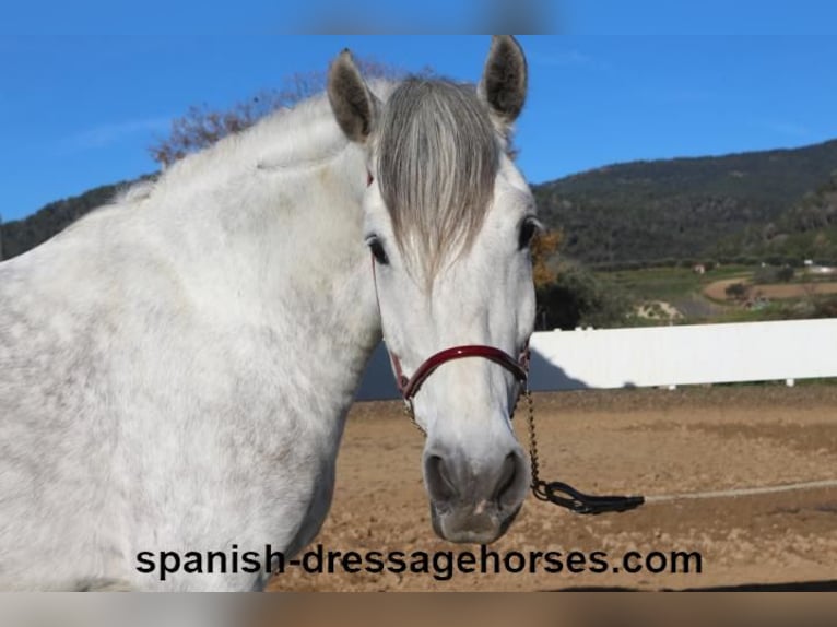 PRE Mestizo Caballo castrado 6 años 155 cm Tordo in Barcelona