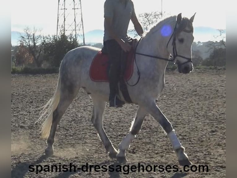 PRE Mestizo Caballo castrado 6 años 155 cm Tordo in Barcelona