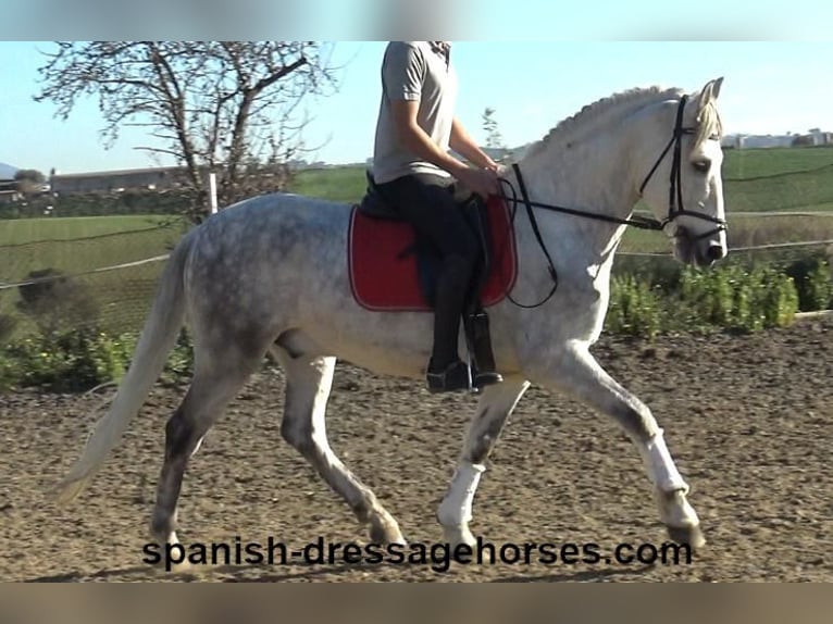 PRE Mestizo Caballo castrado 6 años 155 cm Tordo in Barcelona