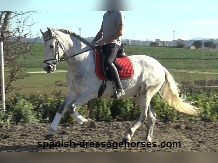 PRE Mestizo Caballo castrado 6 años 155 cm Tordo in Barcelona