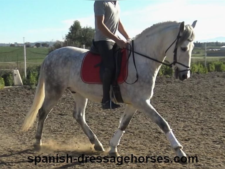 PRE Caballo castrado 6 años 155 cm Tordo in Barcelona