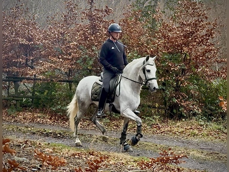 PRE Mestizo Caballo castrado 6 años 155 cm Tordo in Neustadt (Wied)