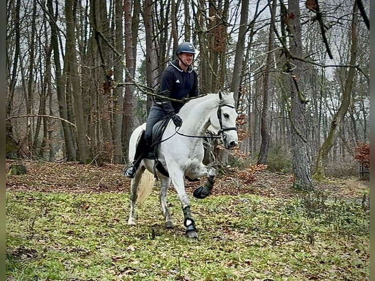 PRE Mestizo Caballo castrado 6 años 155 cm Tordo in Neustadt (Wied)