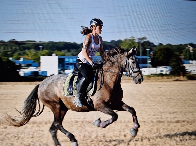 PRE Mestizo Caballo castrado 6 años 156 cm Musgo in Castrop-Rauxel