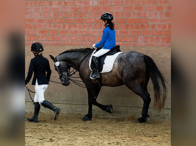 PRE Mestizo Caballo castrado 6 años 156 cm Musgo in Castrop-Rauxel