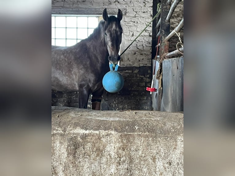 PRE Mestizo Caballo castrado 6 años 156 cm Musgo in Castrop-Rauxel