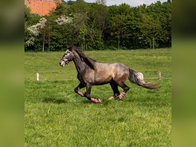 PRE Mestizo Caballo castrado 6 años 156 cm Musgo in Castrop-Rauxel