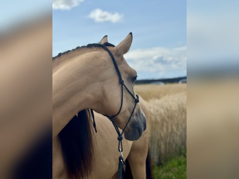 PRE Mestizo Caballo castrado 6 años 158 cm Bayo in Redl