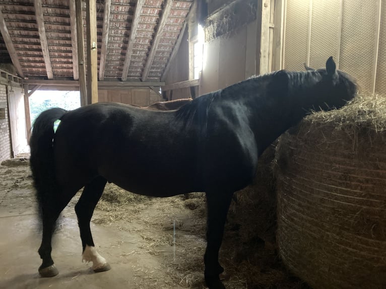 PRE Caballo castrado 6 años 158 cm Negro in Agasul