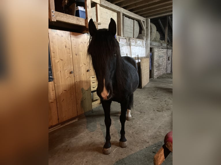 PRE Caballo castrado 6 años 158 cm Negro in Agasul
