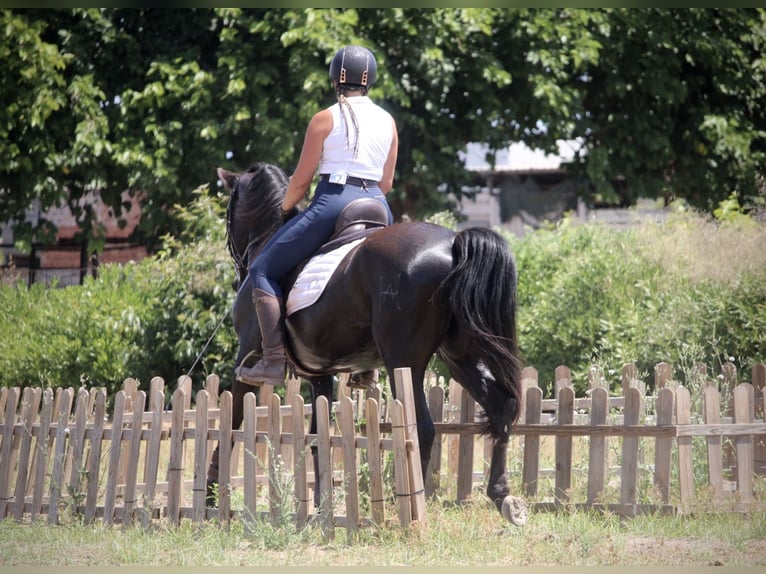 PRE Mestizo Caballo castrado 6 años 158 cm Negro in Valencia
