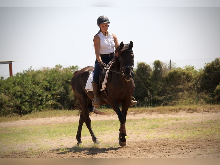 PRE Mestizo Caballo castrado 6 años 158 cm Negro in Valencia