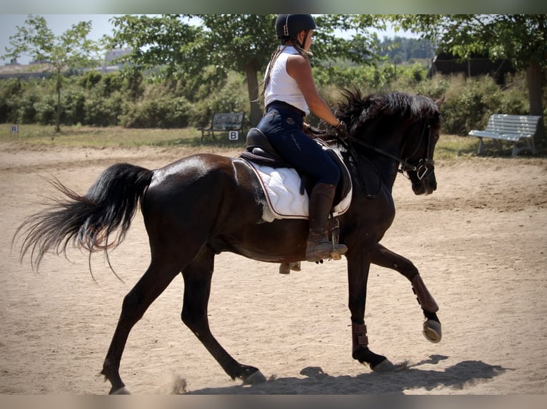 PRE Mestizo Caballo castrado 6 años 158 cm Negro in Valencia