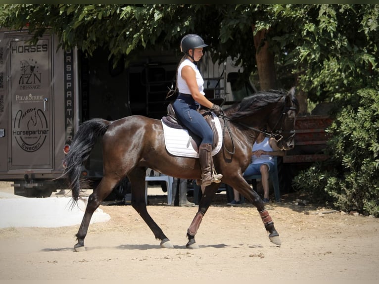 PRE Mestizo Caballo castrado 6 años 158 cm Negro in Valencia