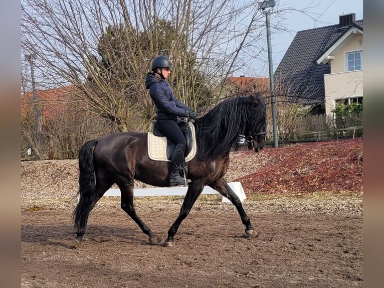 PRE Mestizo Caballo castrado 6 años 158 cm Negro in Karlshuld