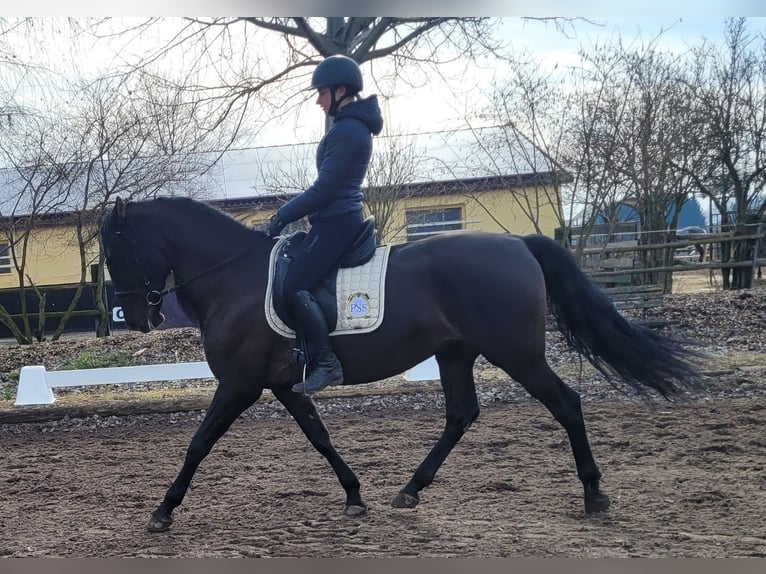 PRE Mestizo Caballo castrado 6 años 158 cm Negro in Karlshuld