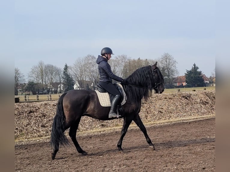 PRE Mestizo Caballo castrado 6 años 158 cm Negro in Karlshuld