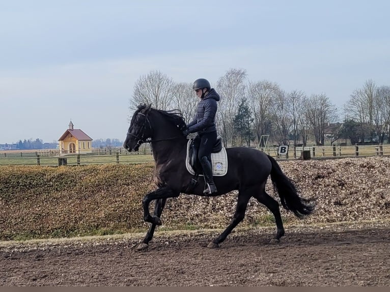 PRE Mestizo Caballo castrado 6 años 158 cm Negro in Karlshuld