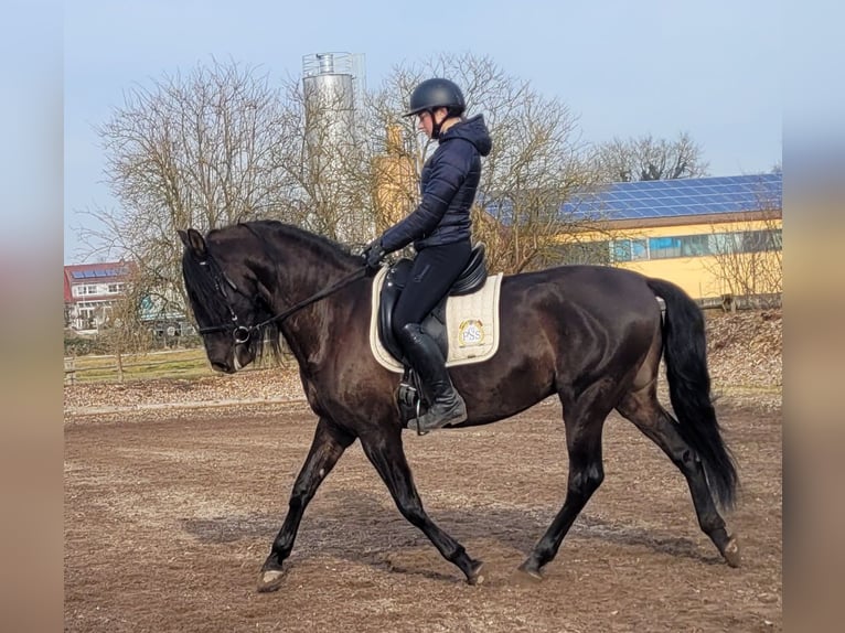 PRE Mestizo Caballo castrado 6 años 158 cm Negro in Karlshuld