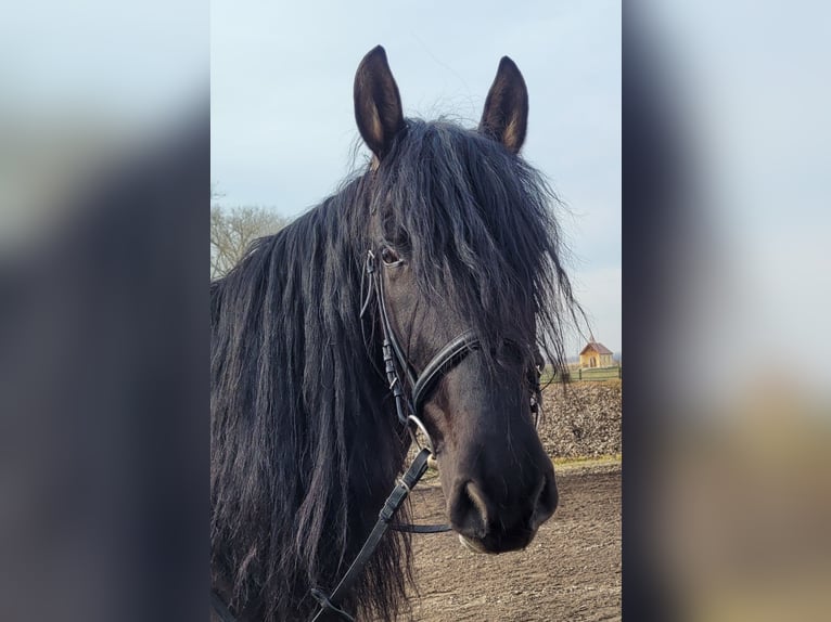 PRE Mestizo Caballo castrado 6 años 158 cm Negro in Karlshuld