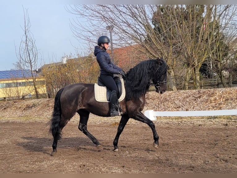 PRE Mestizo Caballo castrado 6 años 158 cm Negro in Karlshuld