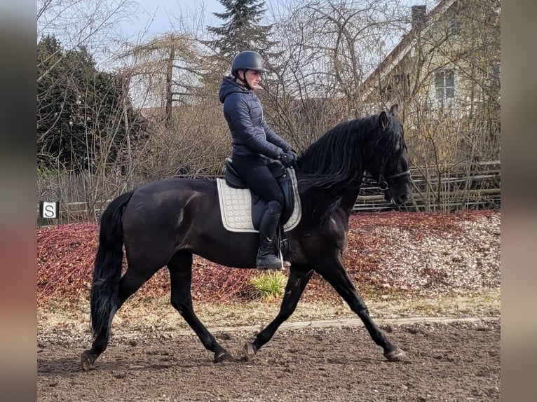 PRE Mestizo Caballo castrado 6 años 158 cm Negro in Karlshuld