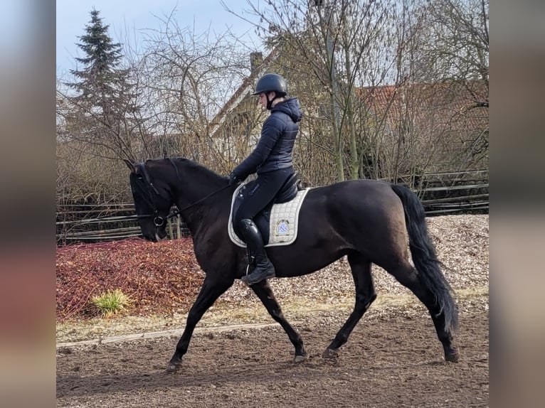 PRE Mestizo Caballo castrado 6 años 158 cm Negro in Karlshuld