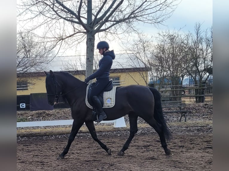 PRE Mestizo Caballo castrado 6 años 158 cm Negro in Karlshuld