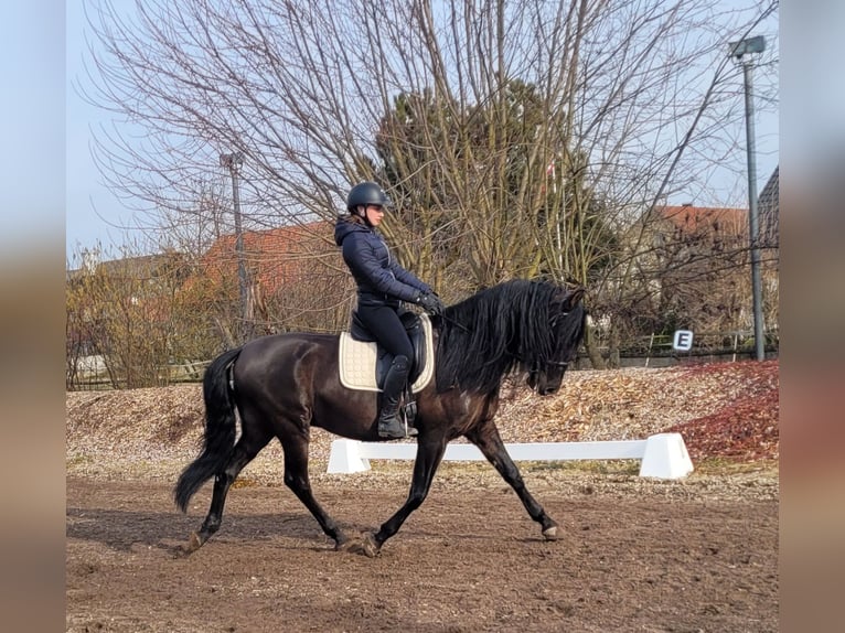 PRE Mestizo Caballo castrado 6 años 158 cm Negro in Karlshuld