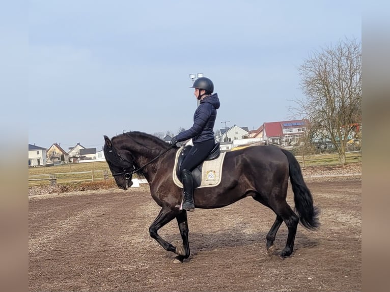 PRE Mestizo Caballo castrado 6 años 158 cm Negro in Karlshuld