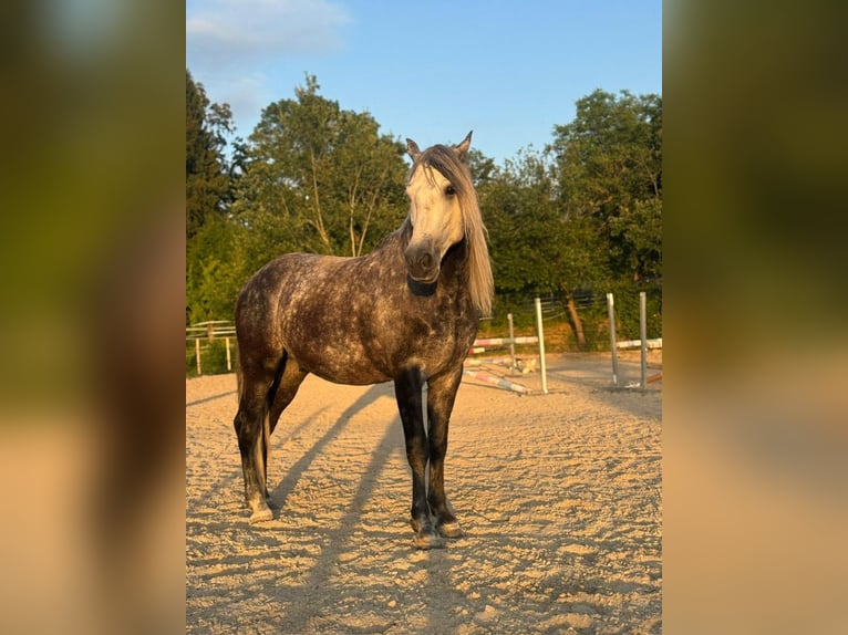 PRE Caballo castrado 6 años 158 cm Tordo rodado in Aeugst am Albis
