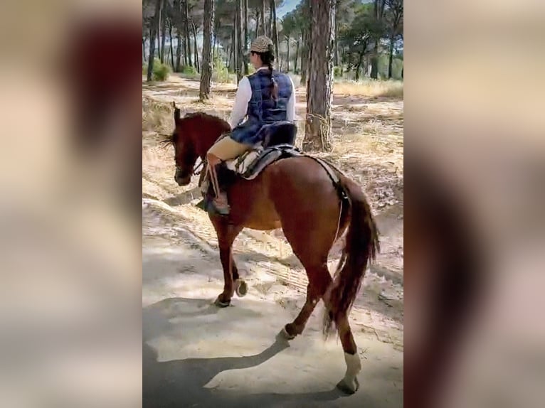 PRE Mestizo Caballo castrado 6 años 159 cm Alazán in Sevilla