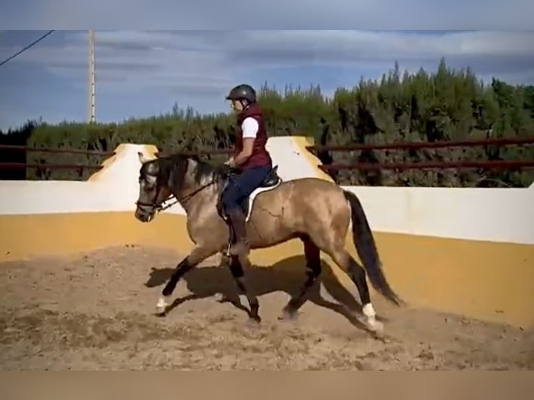 PRE Mestizo Caballo castrado 6 años 159 cm Buckskin/Bayo in Valencia