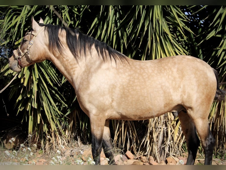 PRE Mestizo Caballo castrado 6 años 159 cm Buckskin/Bayo in Valencia