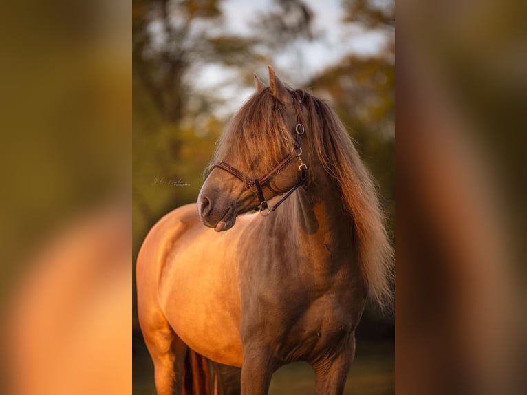 PRE Mestizo Caballo castrado 6 años 159 cm Champán in Verl