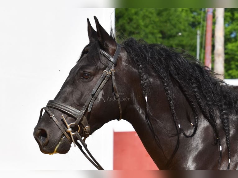 PRE Caballo castrado 6 años 159 cm Negro in Provinz Cordoba