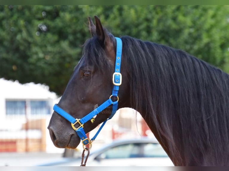 PRE Caballo castrado 6 años 159 cm Negro in Provinz Cordoba