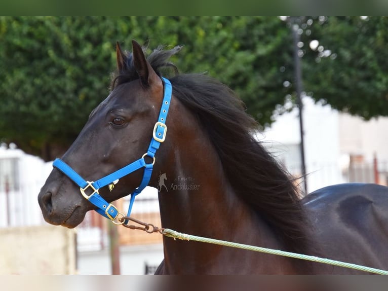 PRE Caballo castrado 6 años 159 cm Negro in Provinz Cordoba