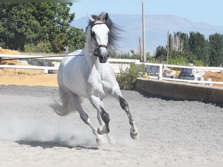 PRE Caballo castrado 6 años 159 cm Tordo in Provinz Granada