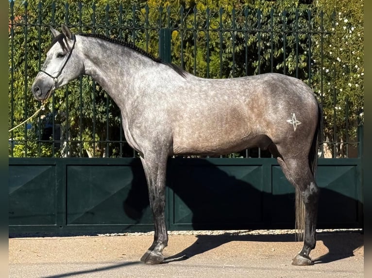PRE Mestizo Caballo castrado 6 años 159 cm Tordo rodado in Schwarme