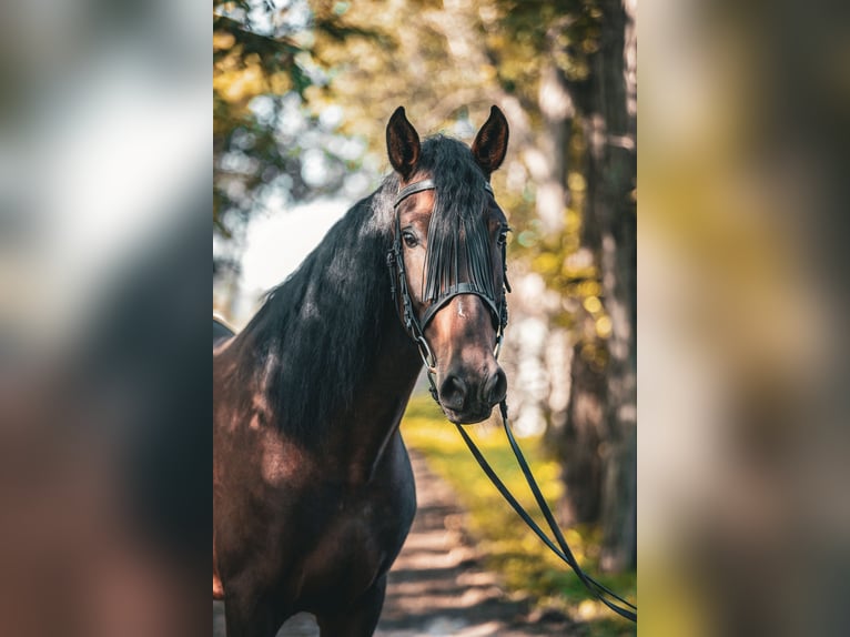 PRE Caballo castrado 6 años 160 cm Castaño in Groß-Enzersdorf